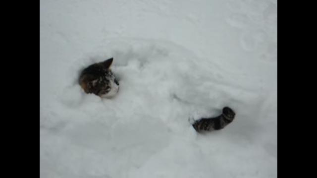 雪が好きな？ネコちゃん