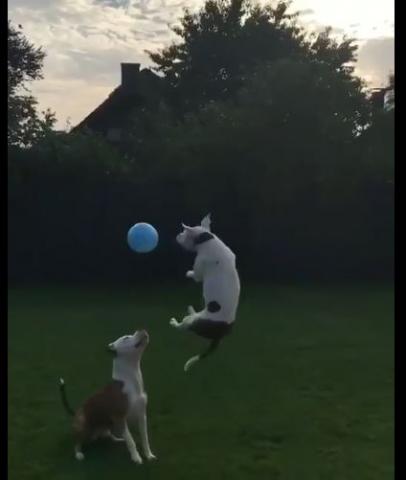 風船と犬