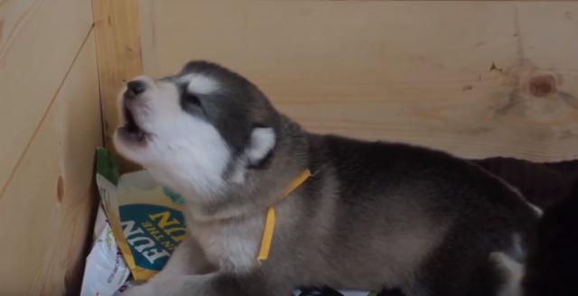 生まれて初めて遠吠えをやってみる子犬ちゃん