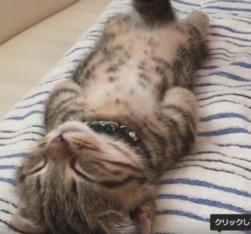 気をつけして寝る猫