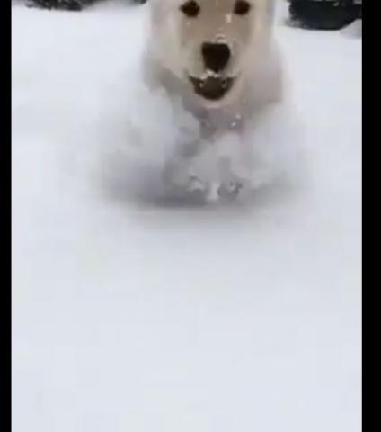 生まれて初めての雪