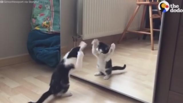 初めて鏡をみる子猫