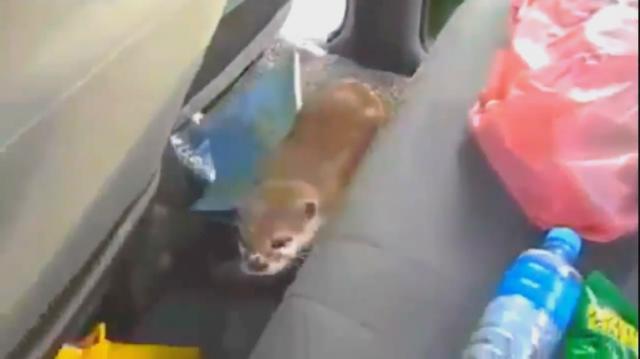 カワウソくん、車を占拠？