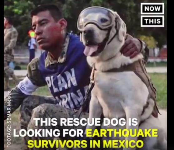 メキシコ大震災で救助犬が沢山の命を救う！