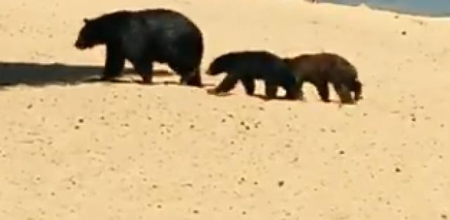 熊さん親子の休日